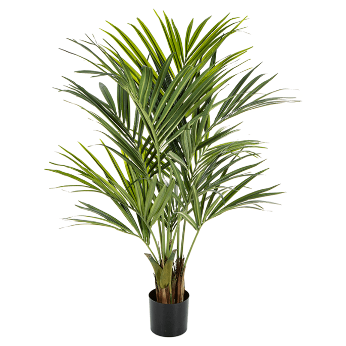 Kentia