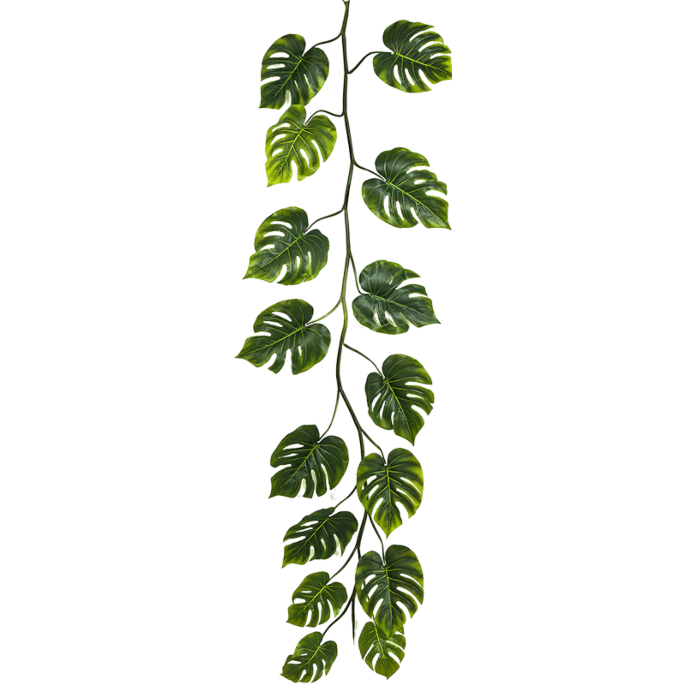 Monstera Deliciosa