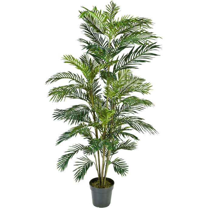Areca