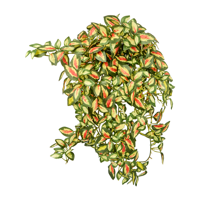 Wasplant