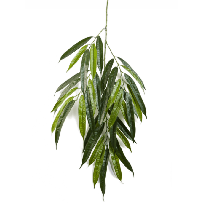 Ficus Alii