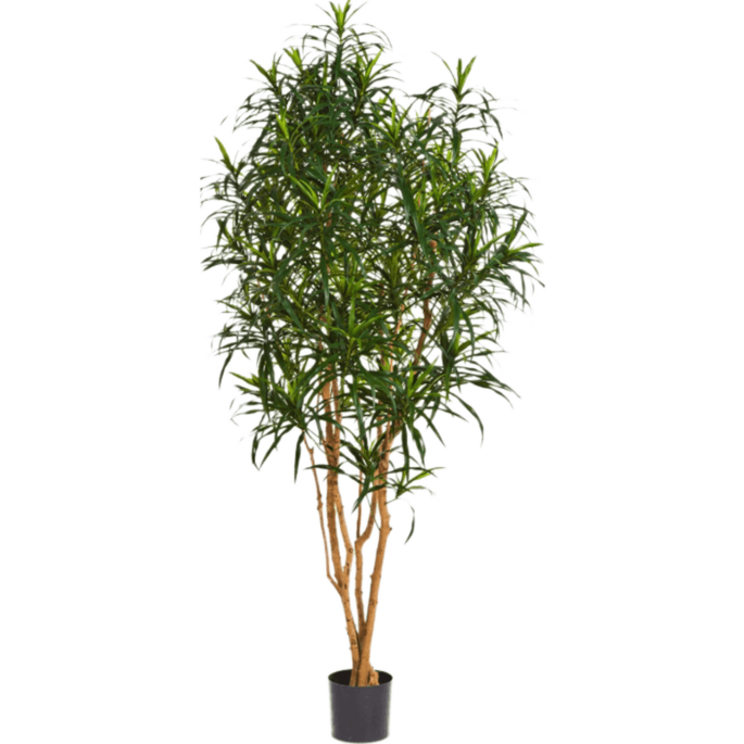 Dracaena Anita