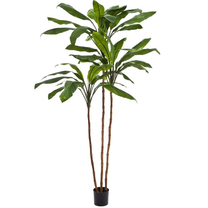 Cordyline Fruticosa