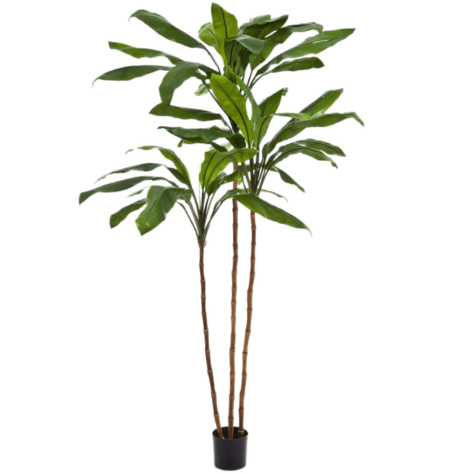 Cordyline Fruticosa