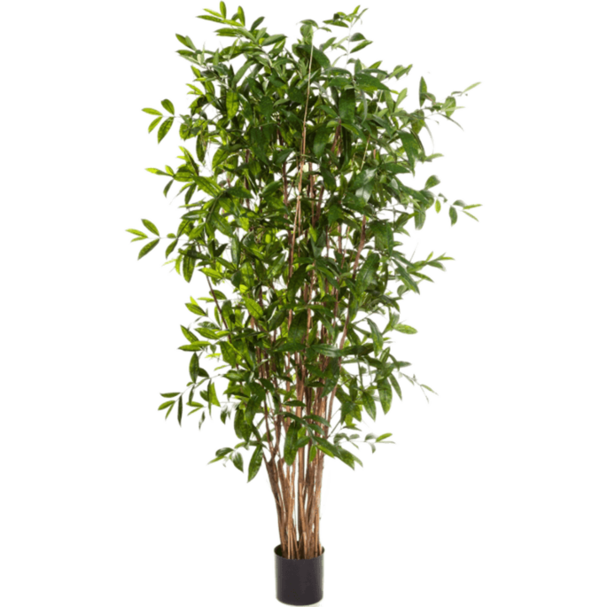 Dracaena Surculosa