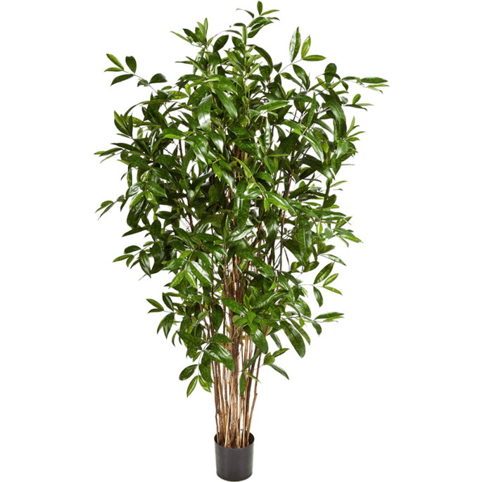 Dracaena Surculosa