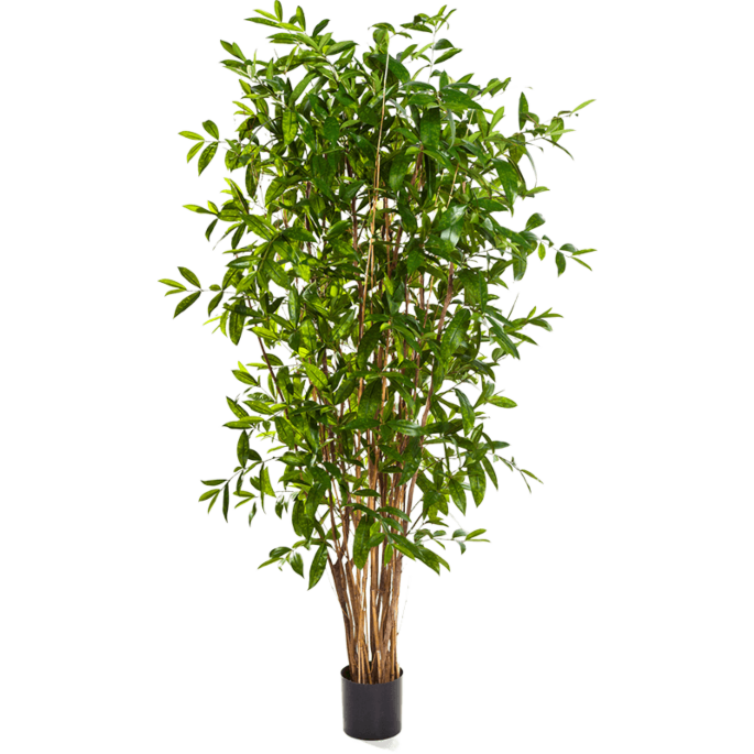 Dracaena Surculosa