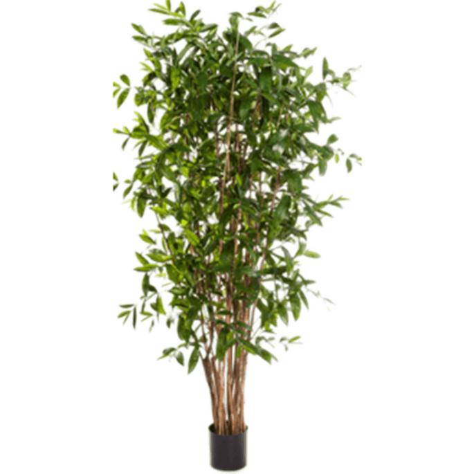 Dracaena Surculosa