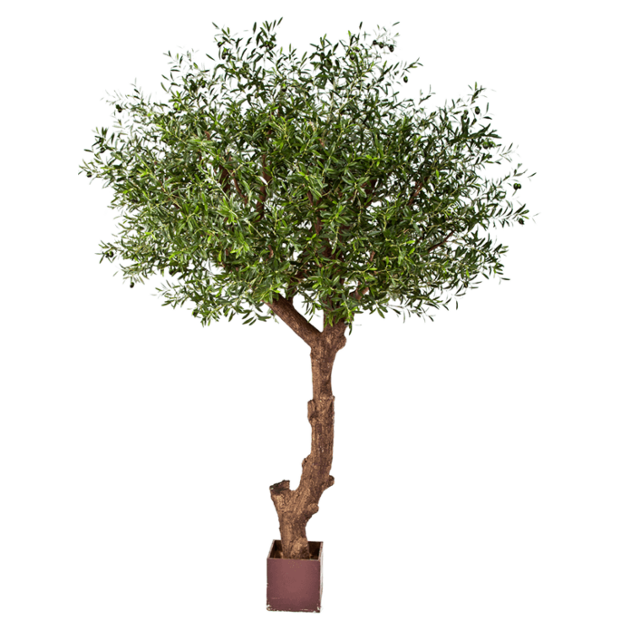 Olijf