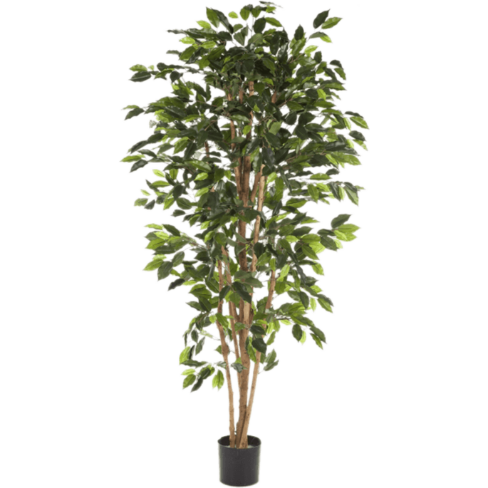 Ficus Nitida