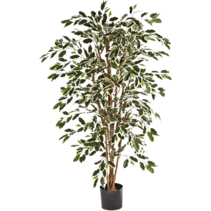 Ficus Nitida bont