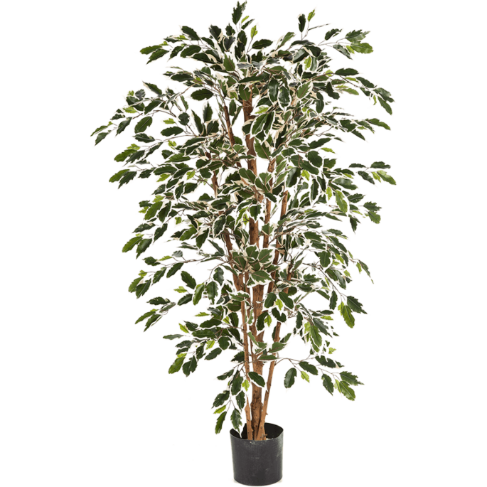 Ficus Nitida bont