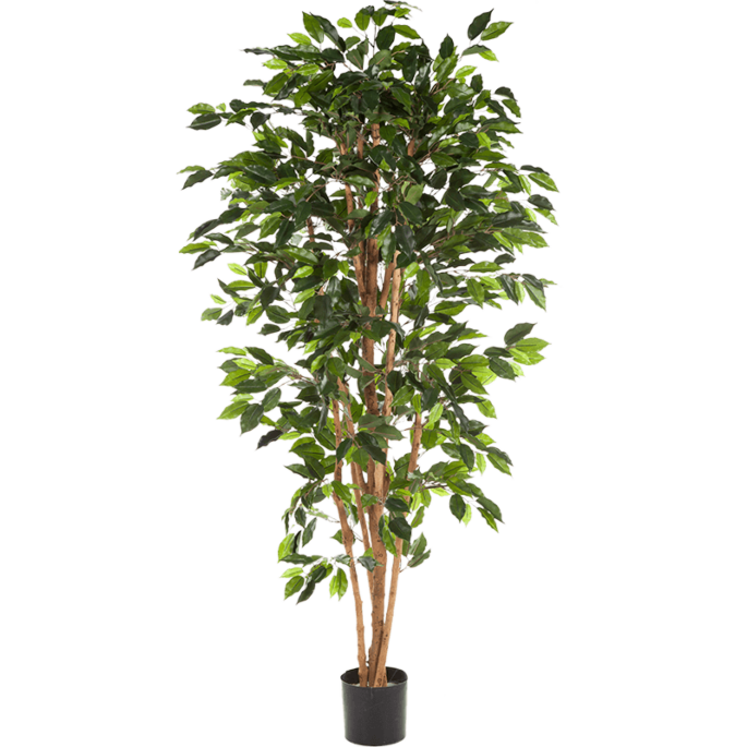 Ficus Nitida