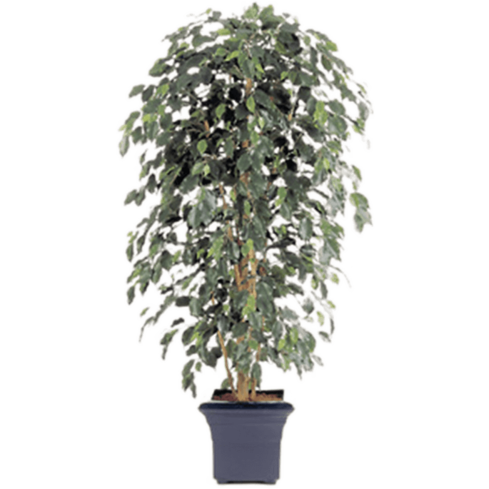 Ficus Nitida Exotica