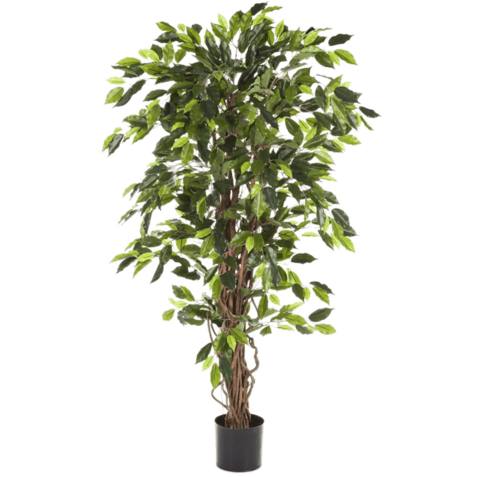 Ficus Liana