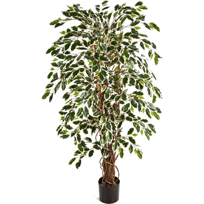Ficus Liana bont