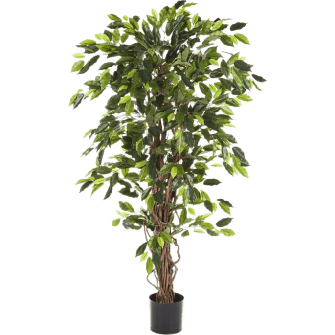 Ficus Liana