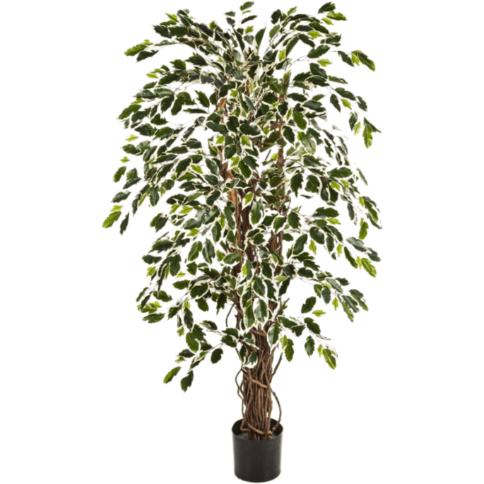 Ficus Liana bont