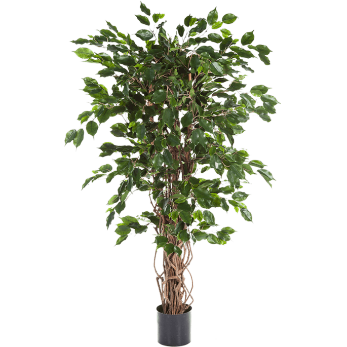 Ficus Liana Exotica