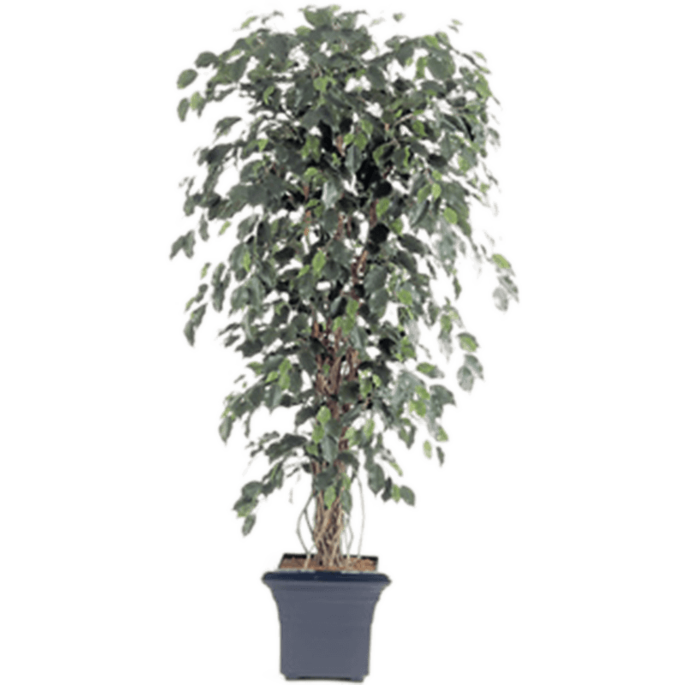 Ficus Liana Exotica