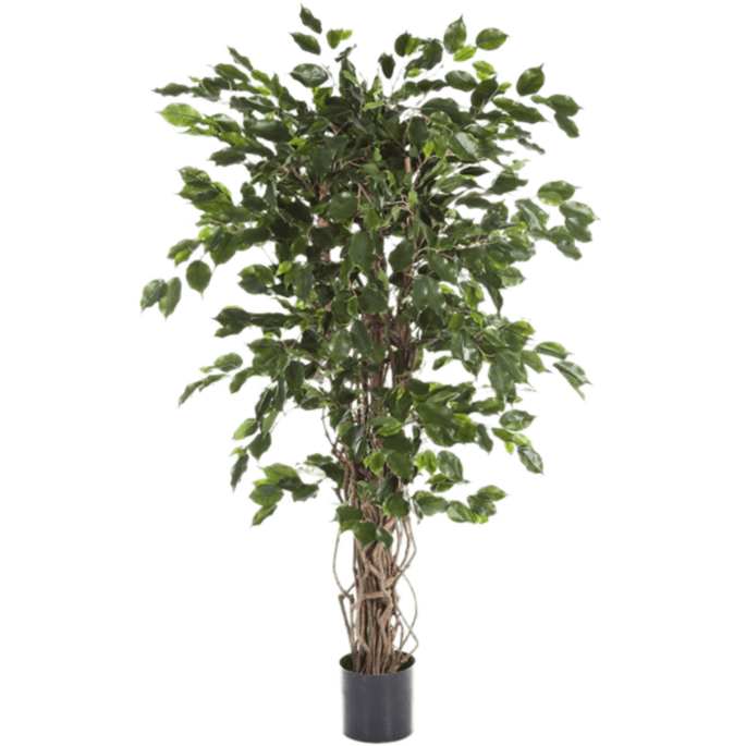 Ficus Liana Exotica