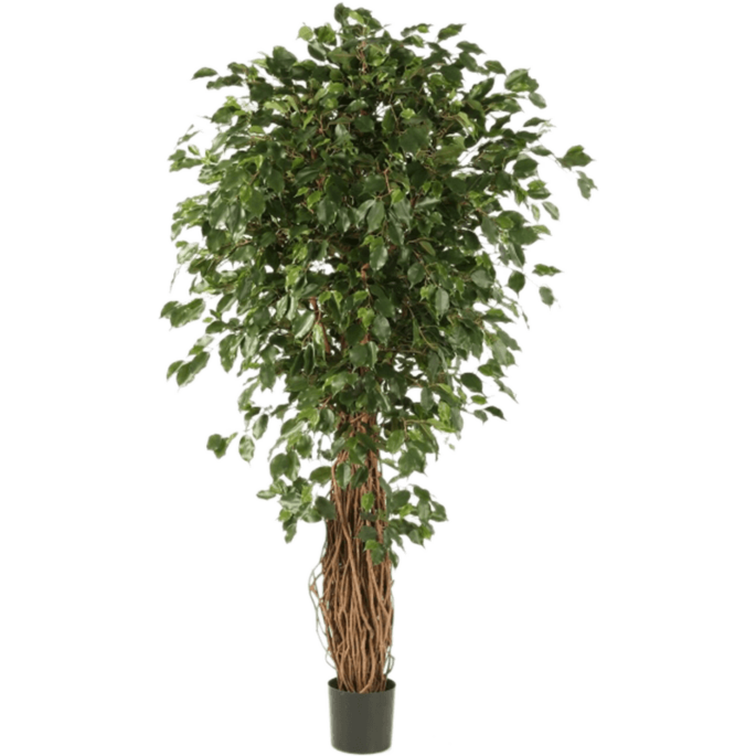 Ficus Liana Exotica