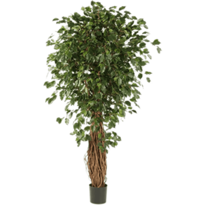 Ficus Liana Exotica
