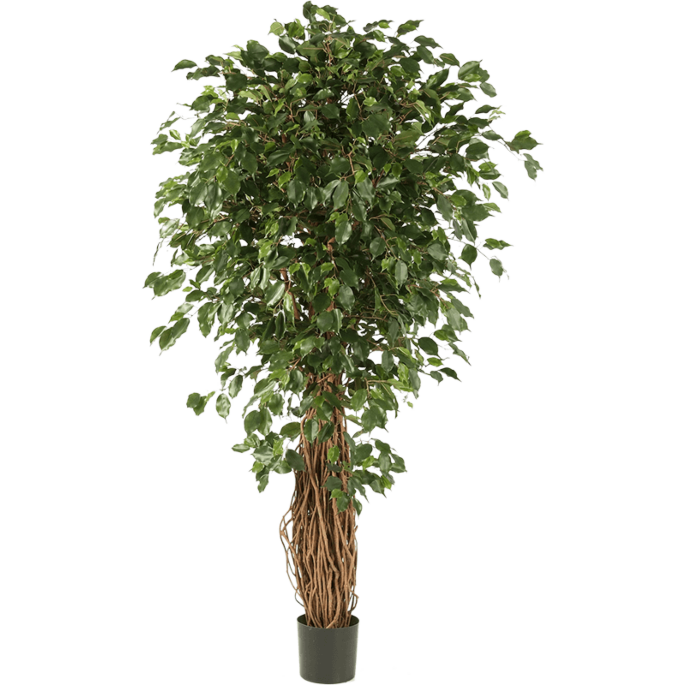 Ficus Liana Exotica