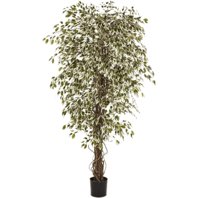 Ficus Hawaiiaanse Liana bont