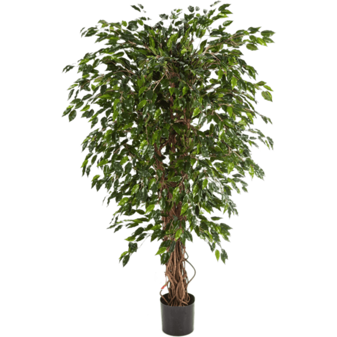 Ficus Hawaiiaanse Liana