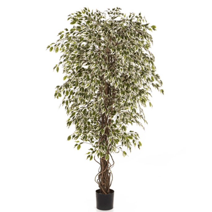 Ficus Hawaiiaanse Liana bont