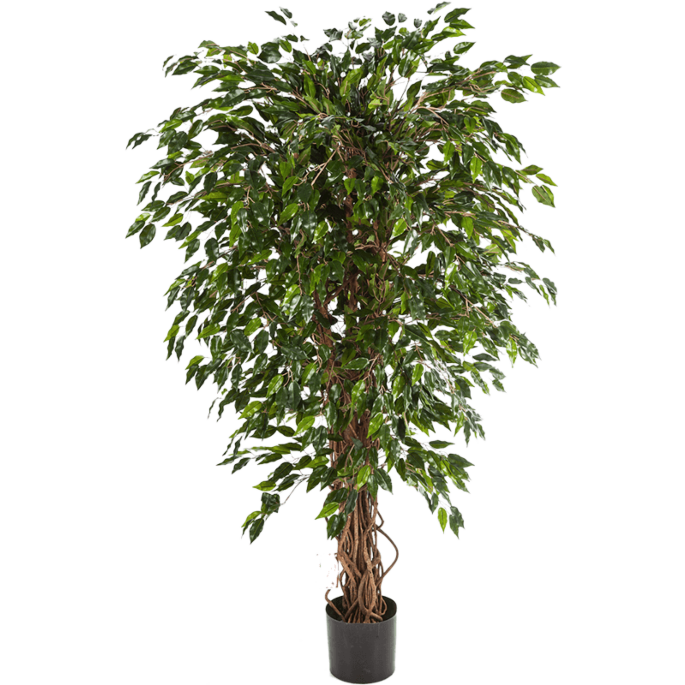 Ficus Hawaiiaanse Liana