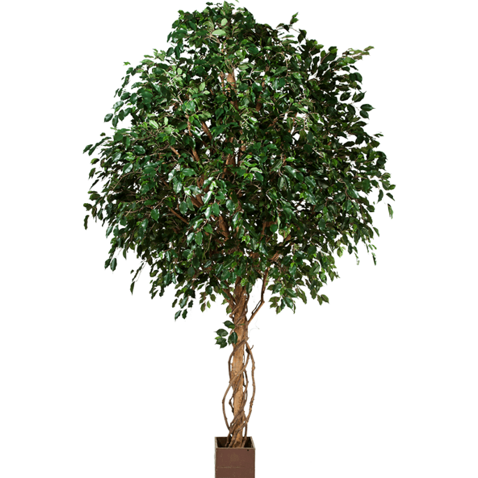 Ficus Exotica