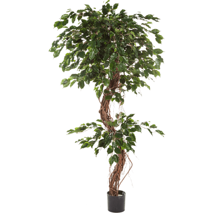 Ficus Exotica