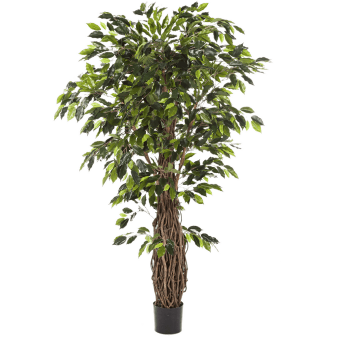 Ficus Liana