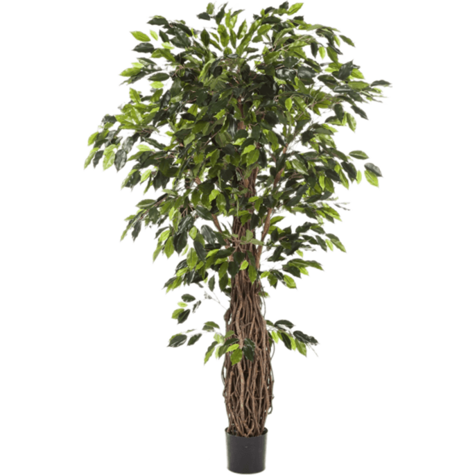 Ficus Liana