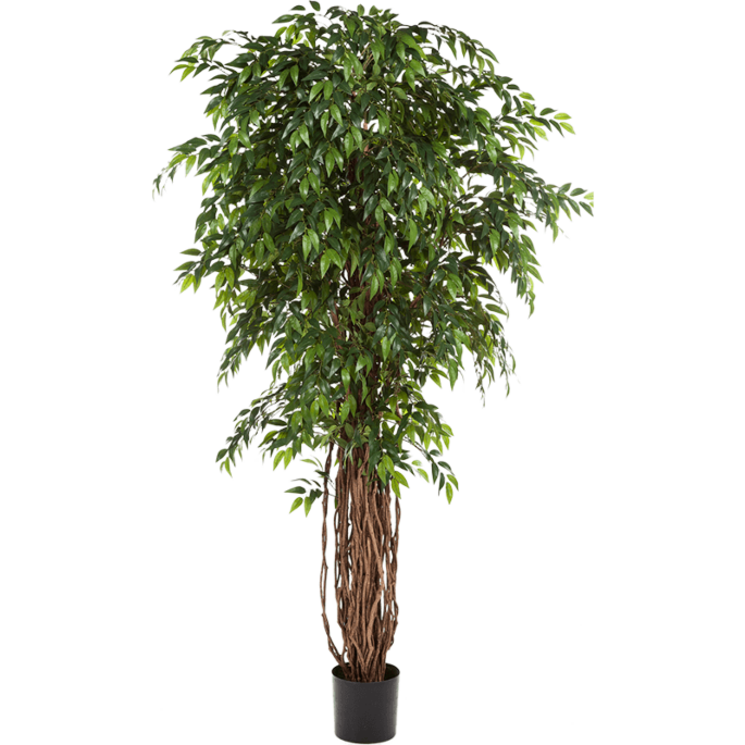 Ficus Liana