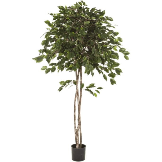 Ficus Exotica