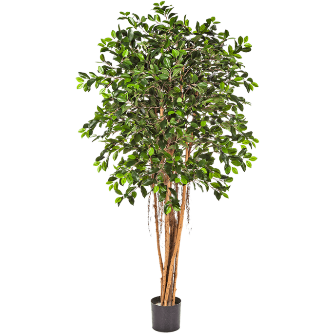 Ficus Retusa