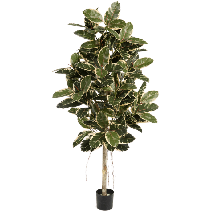 Rubberplant bont (Ficus Elastica bont)