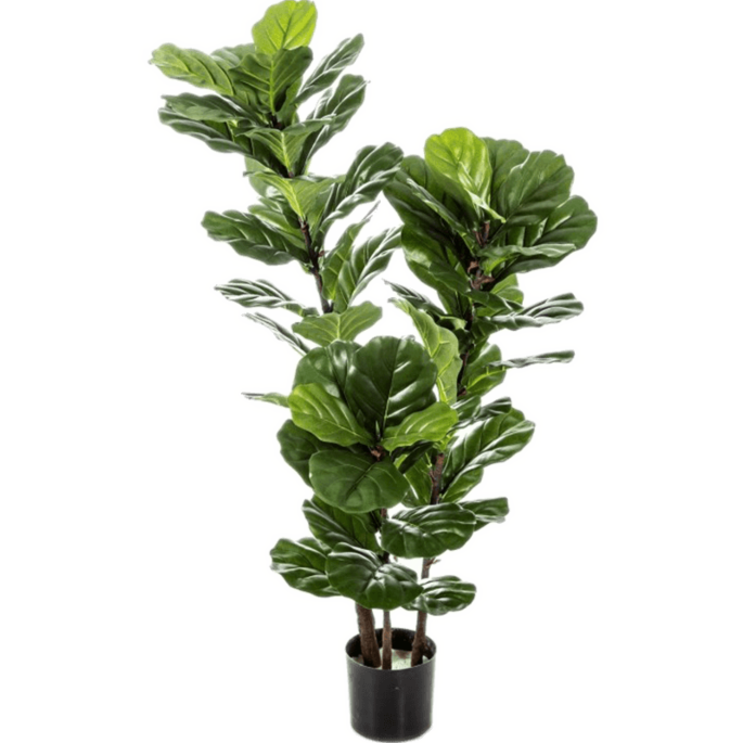 Ficus Lyrata