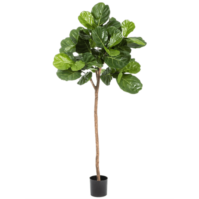 Vioolbladplant (Ficus Lyrata)