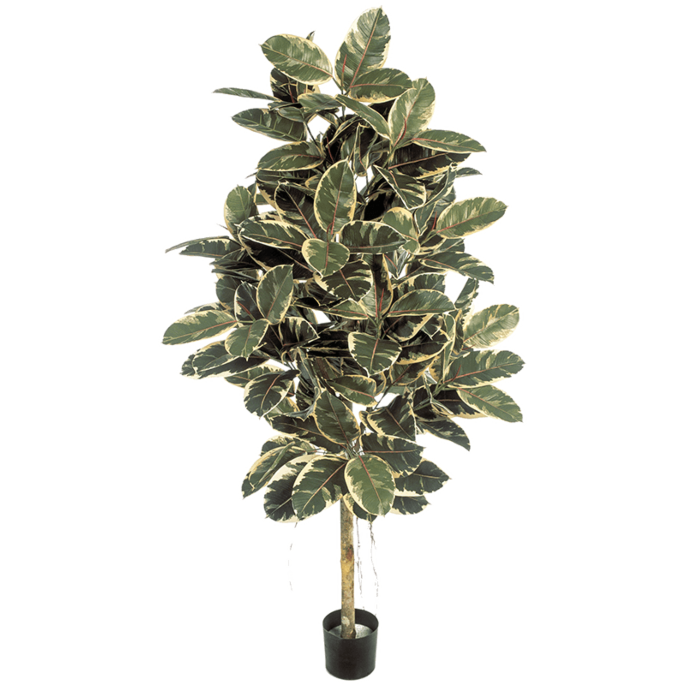 Ficus Elastica