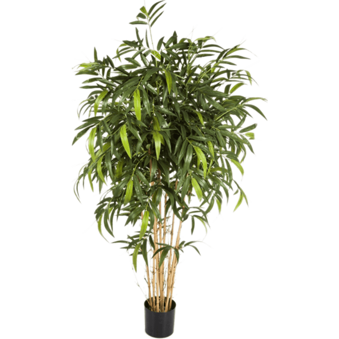 Nieuwe Natuurlijke Bamboe