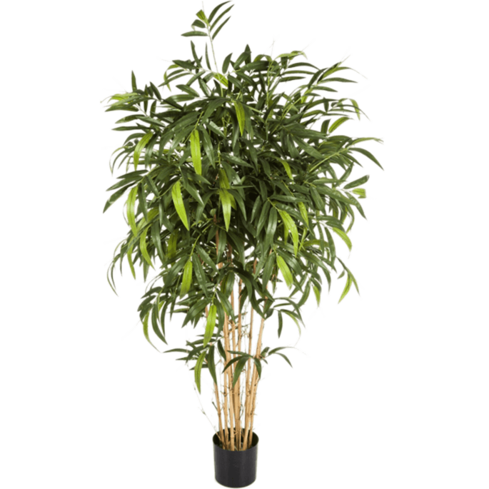 Nieuwe Natuurlijke Bamboe