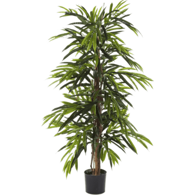Ficus Alii