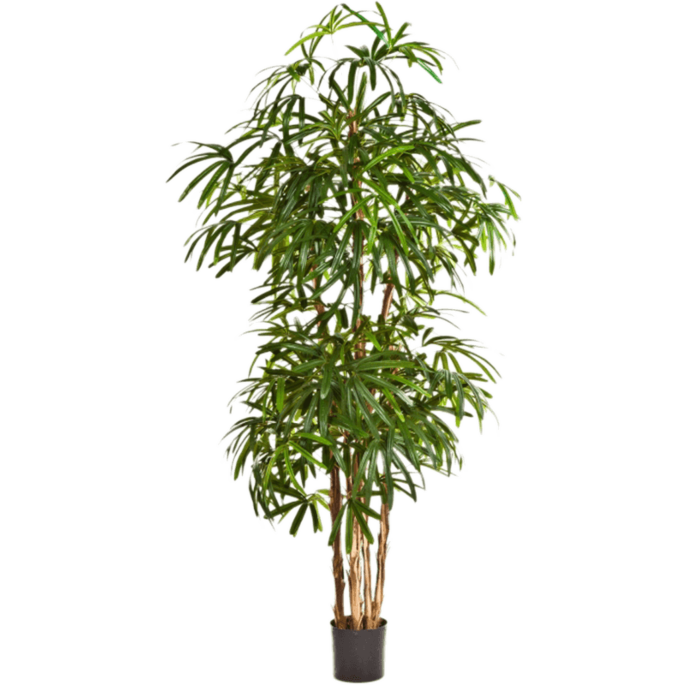 Rhapis