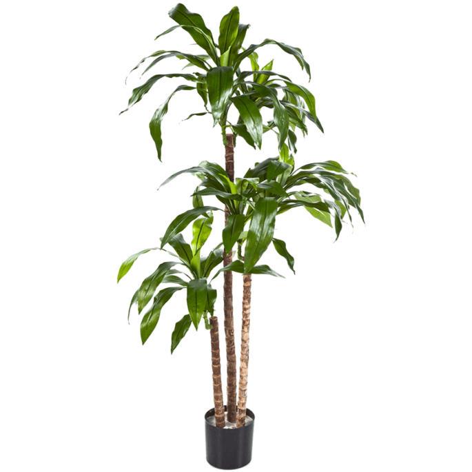 Dracaena Fragrans