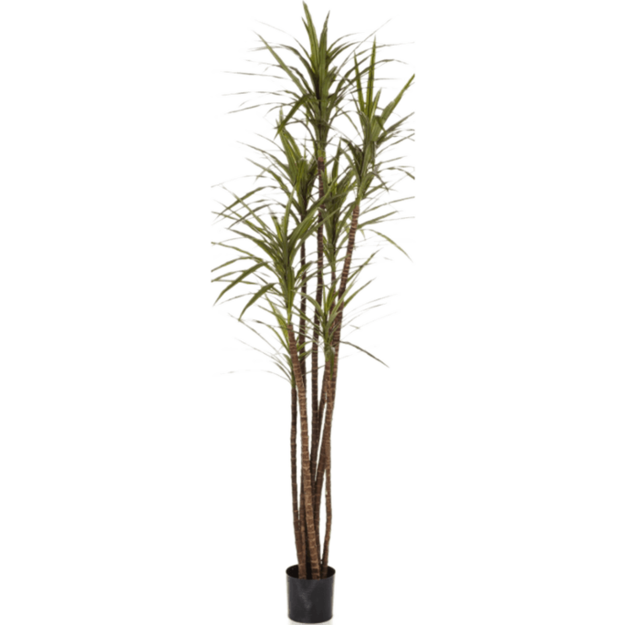 Dracaena Magenta