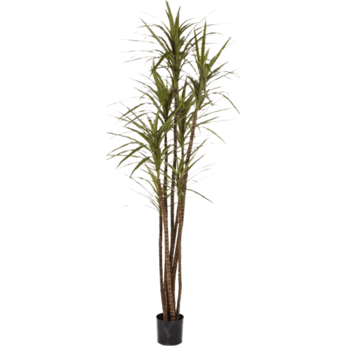 Dracaena Magenta